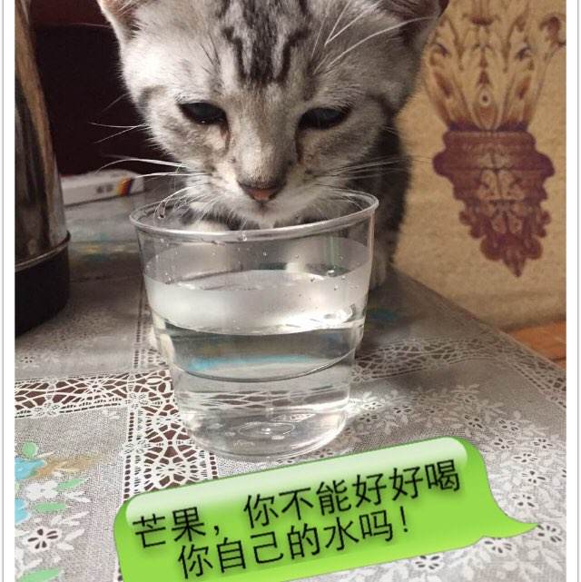 日本桐生大学文凭毕业证作假